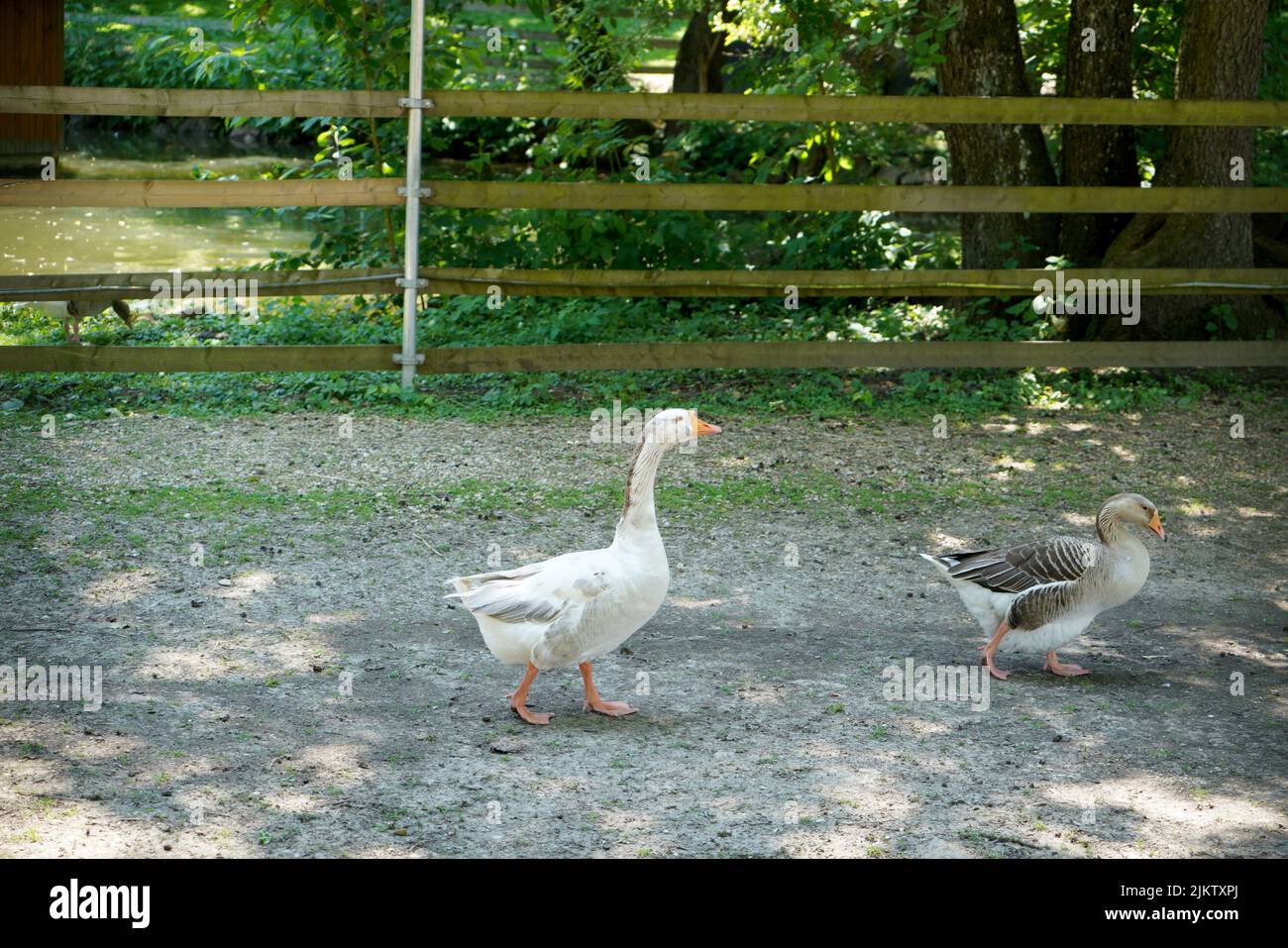 Eine Nahaufnahme der Enten Stockfoto