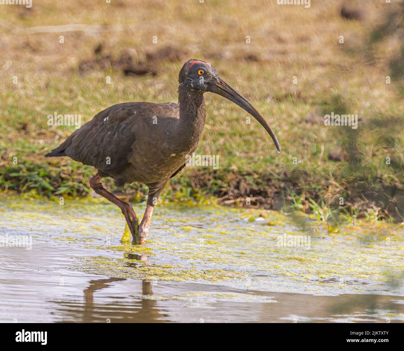 Rednap Ibis in einem feuchten Land auf der Suche nach Wasser Stockfoto