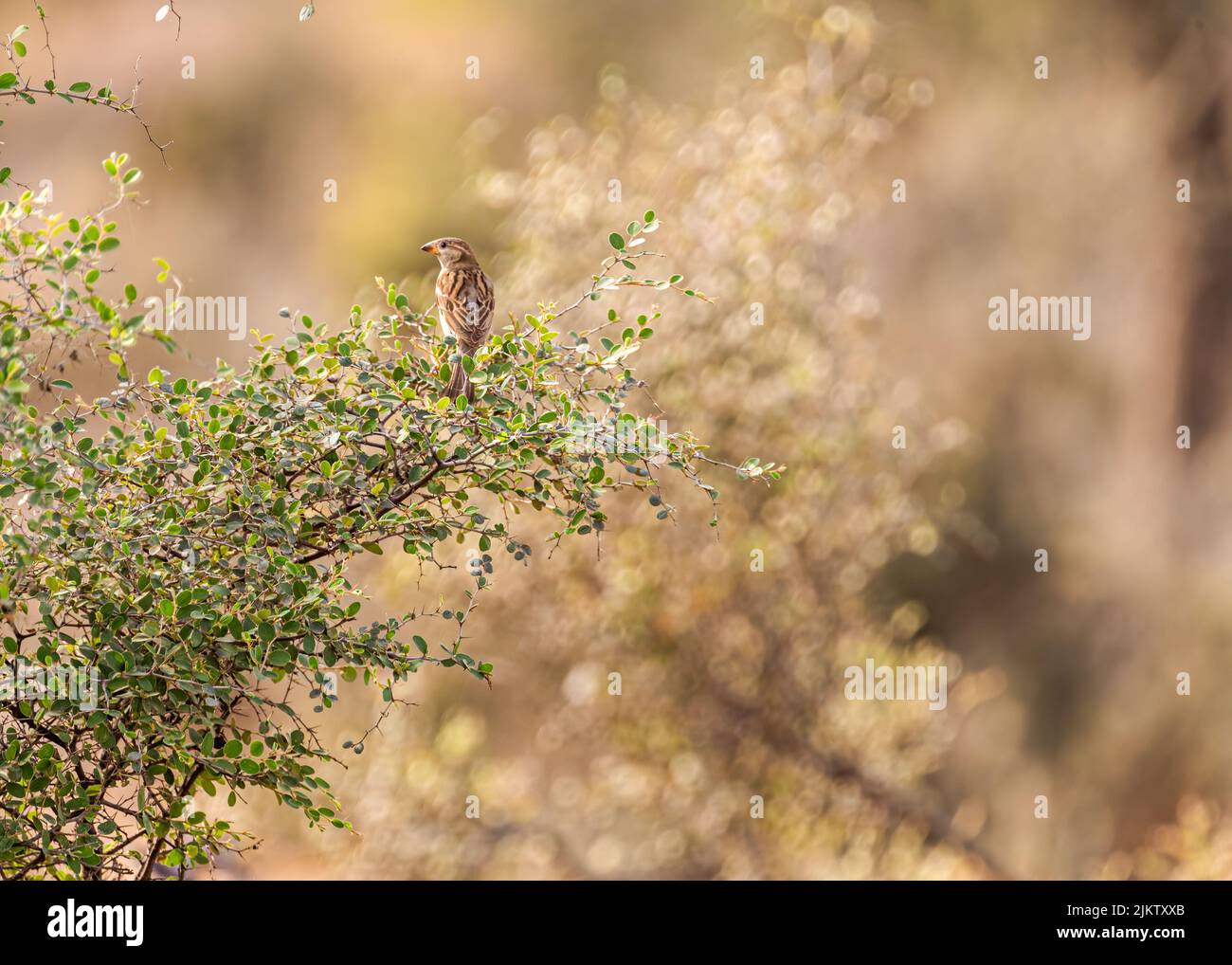 Ein Sperling, der auf einem Baum steht Stockfoto