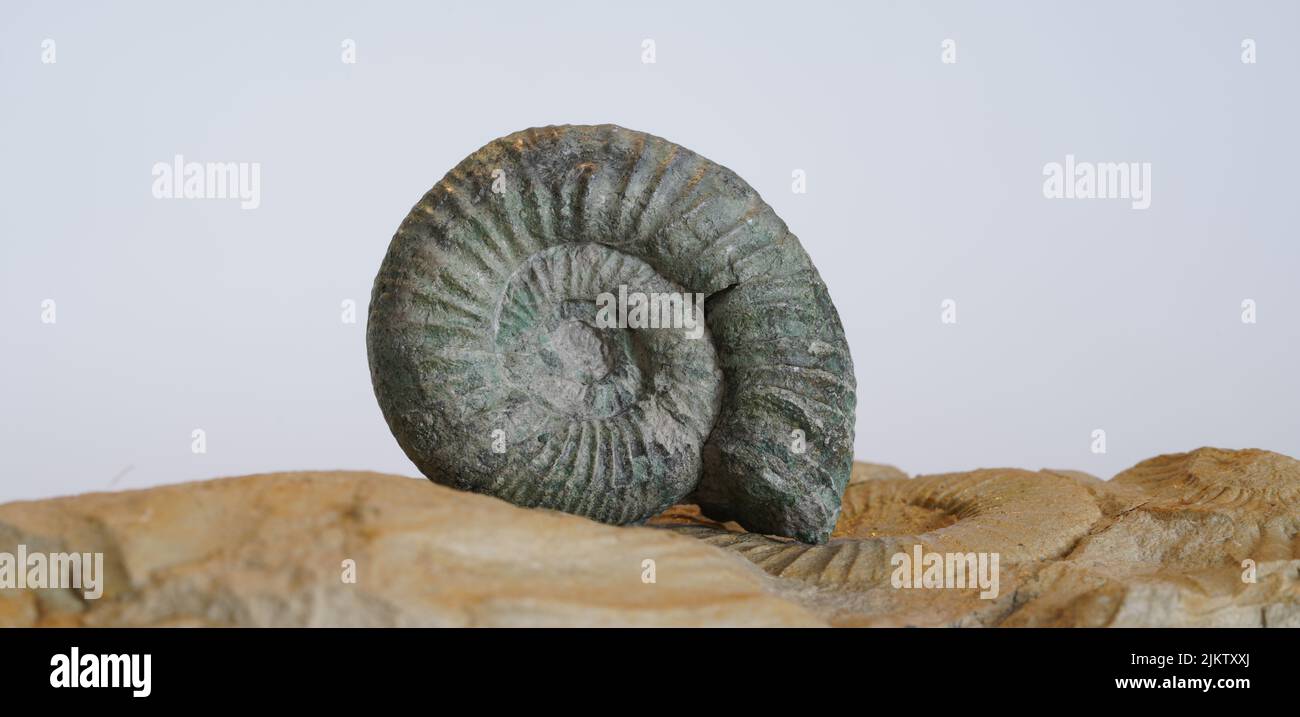 Nahaufnahme einer Ammoniten-nautilus-Schale Stockfoto