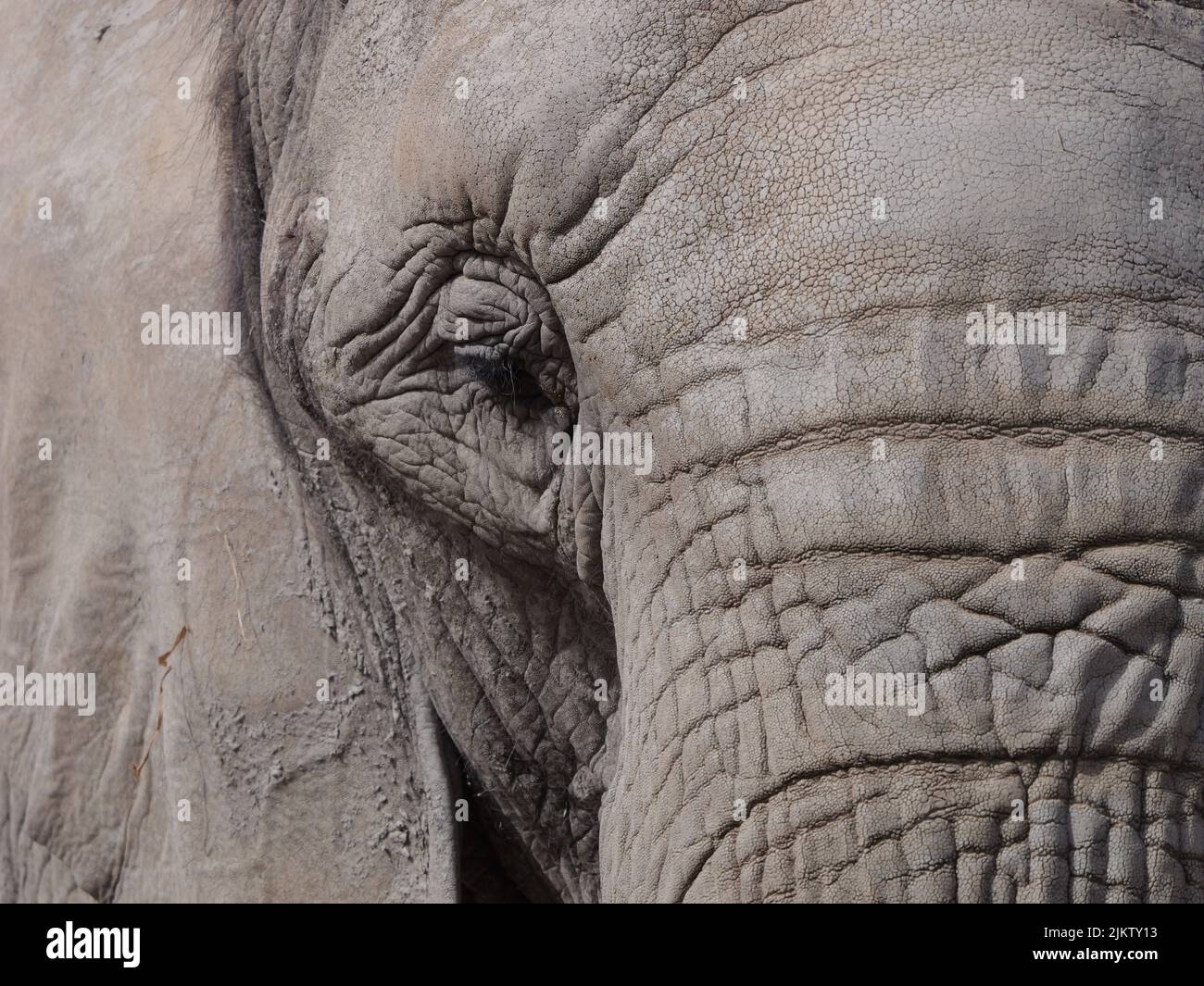 Ein großer grauer Elefantenkopf auf der Safari im Sommer Stockfoto