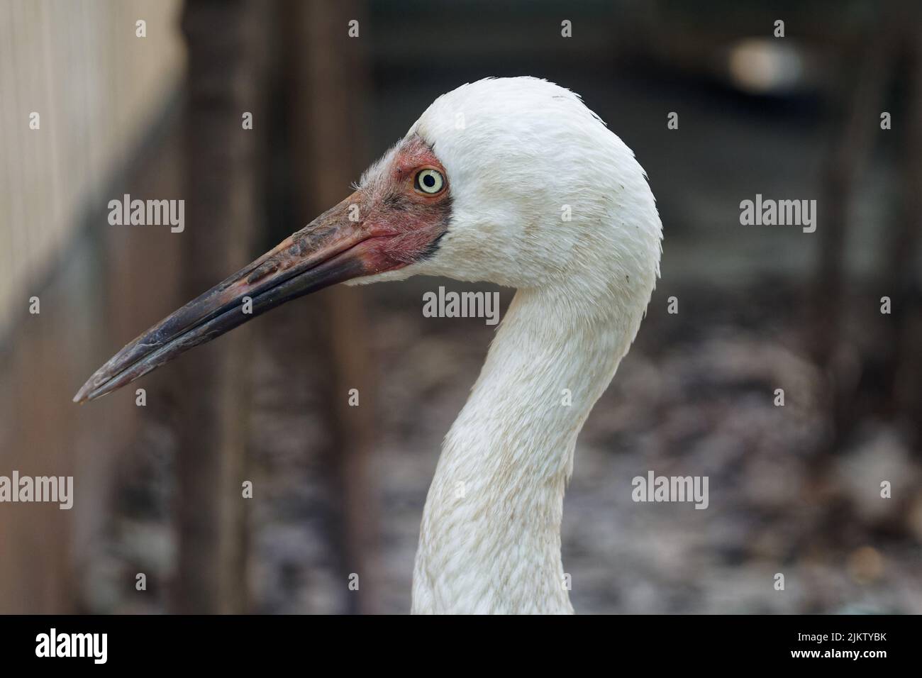 Nahaufnahme eines sibirischen Kranichs mit verschwommenem Hintergrund Stockfoto