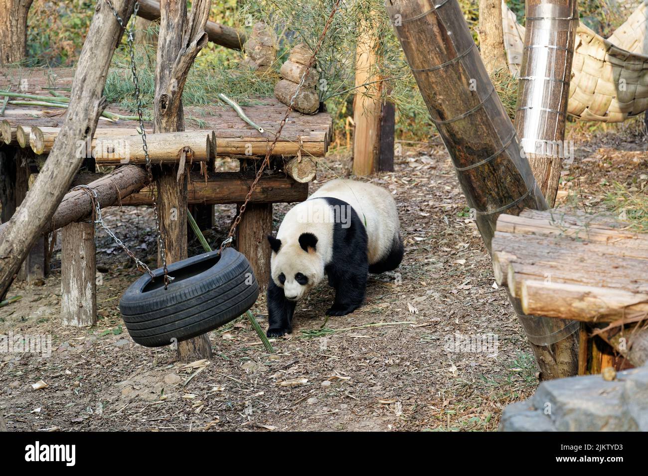 Ein süßer Panda, der im Sommer in seiner Gegend im Zoo spazieren geht Stockfoto