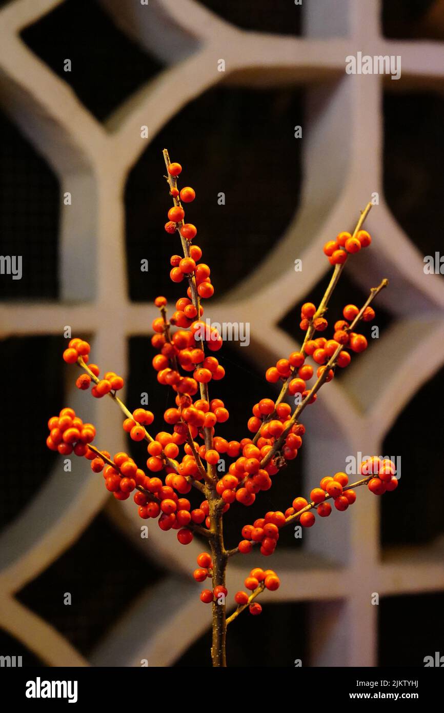 Eine Nahaufnahme eines im Frühling im Garten gewachsenen Stechpalmkellys Stockfoto