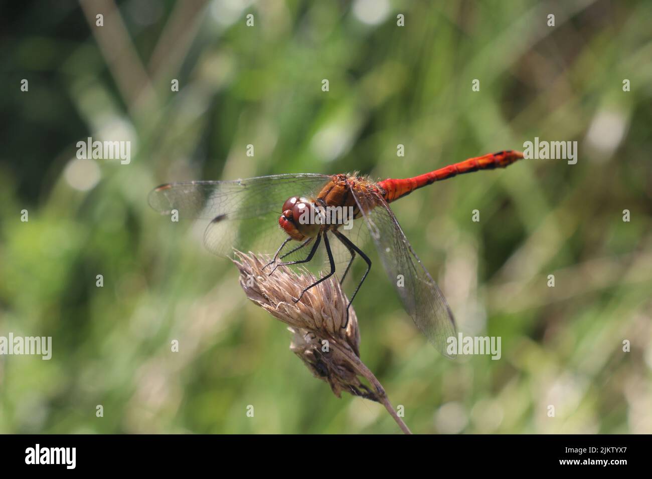 Orange Libelle Stockfoto