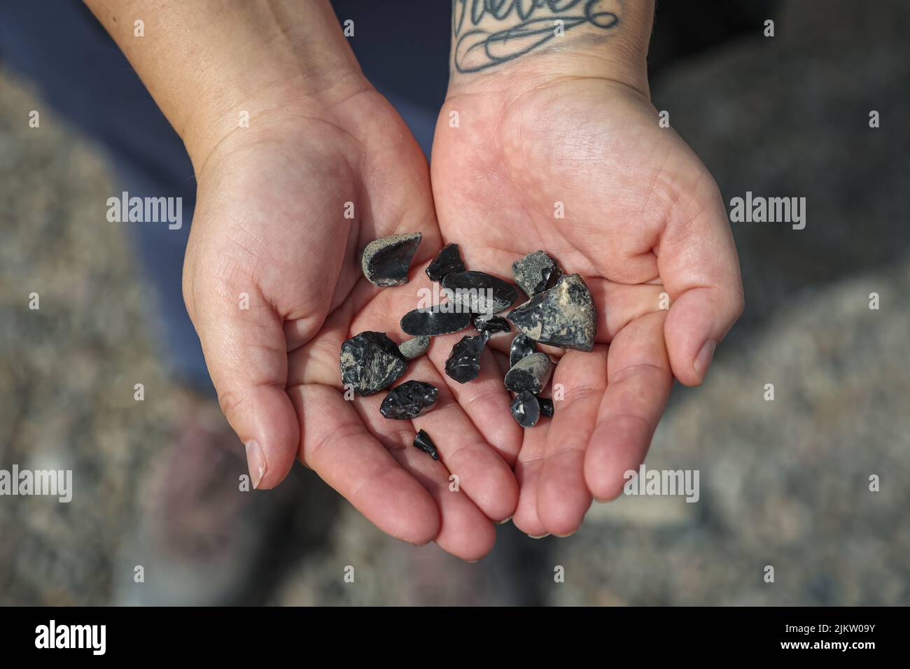 Ein Wanderer zeigt eine Handvoll Obsidian-Felsen, die auf einer Wanderung in der Nähe der östlichen Sierra von Calfornia gefunden wurden. Stockfoto