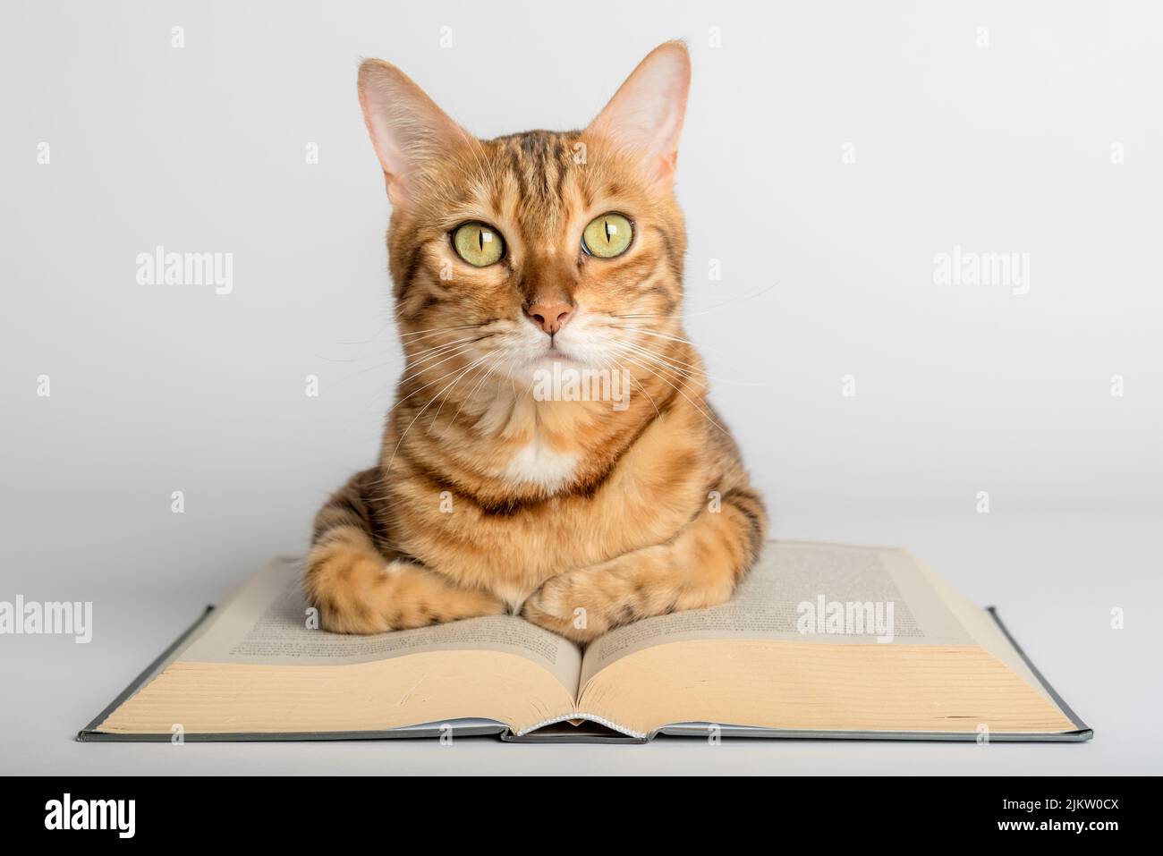 Smart Bengal Katze und Bücher auf weißem Hintergrund. Vorbereitung auf die Schule. Stockfoto