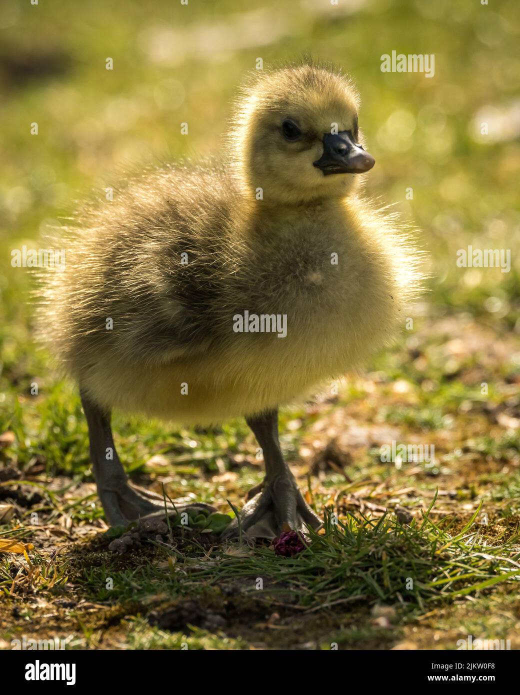 Eine vertikale Aufnahme eines kleinen gelben, flauschigen Gänsels, der auf einem Gras läuft Stockfoto