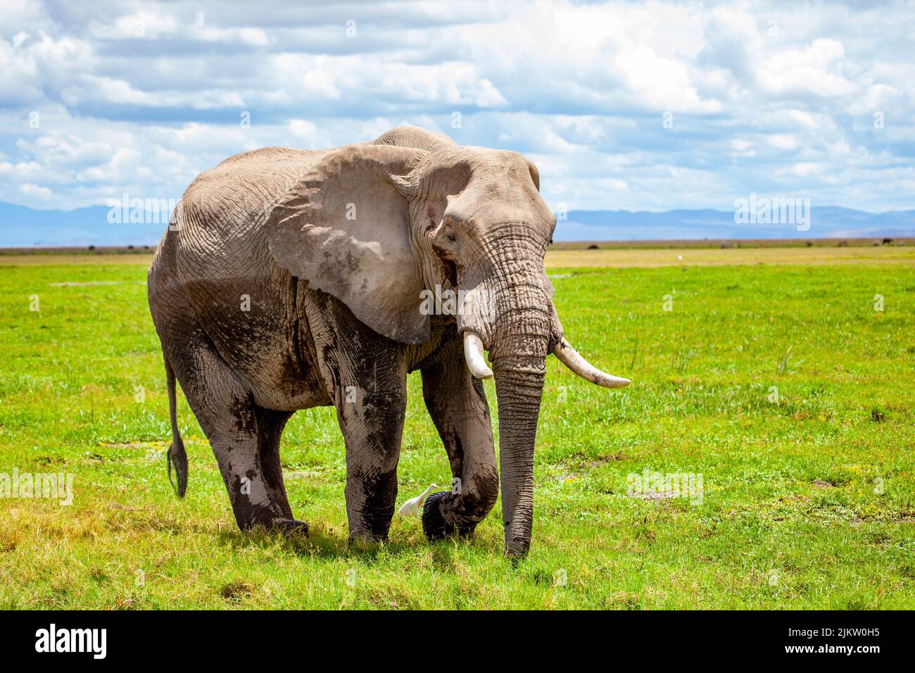 Ein Elefantenmännchen im Amboseli mit der grauen Farbe aus dem Schlammbad, in dem die Elefanten gerne baden Stockfoto