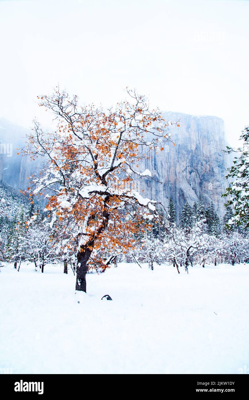 Eine vertikale Aufnahme eines mit weißem Schnee bedeckten Feldes im Winter Stockfoto
