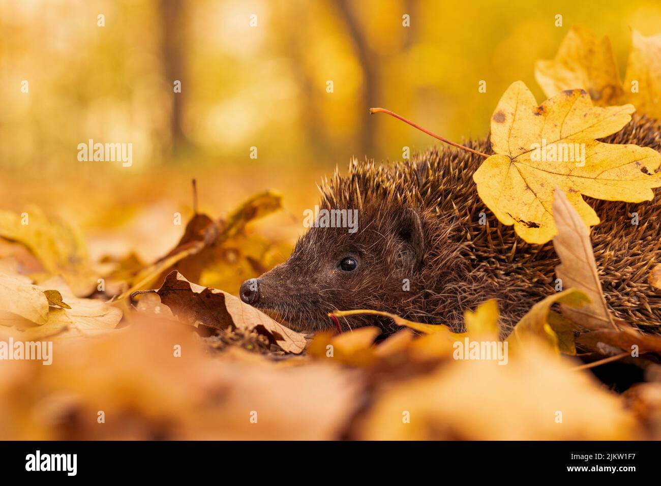 Nördlicher Weißbrustigel (Erinaceus roumanicus) stöbert an einem warmen Oktobertag durch wunderschön gefärbte Herbstblätter. Stockfoto