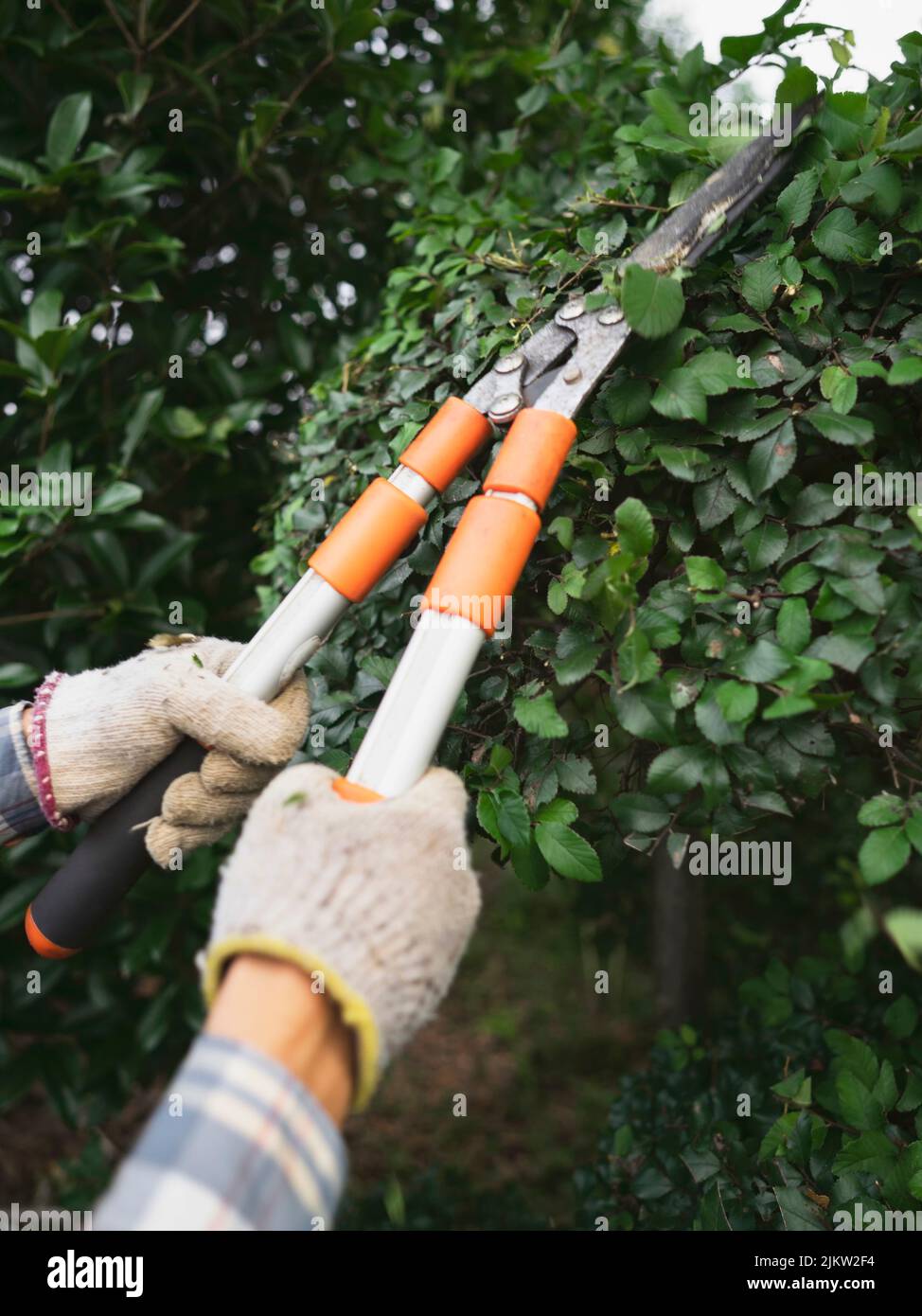 Eine vertikale Nahaufnahme der Hand einer Person, die Pflanzen in einem Garten beschneidet Stockfoto