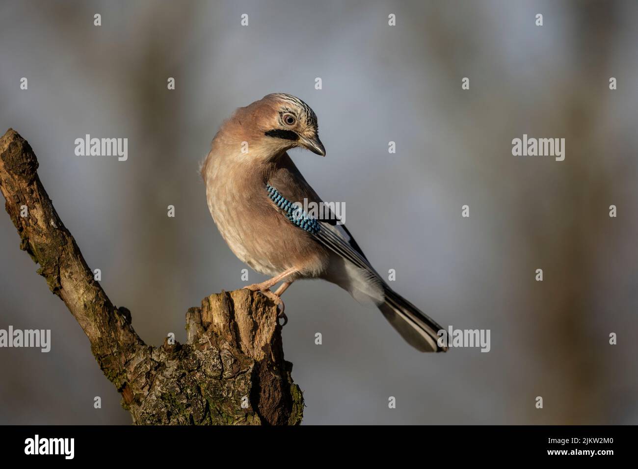 Nahaufnahme eines europäischen eichelhähers, Wissenschaftlicher Name: Garrulus glandarius, direkt im natürlichen Waldhabitat, sauberer Hintergrund. Speicherplatz kopieren Stockfoto