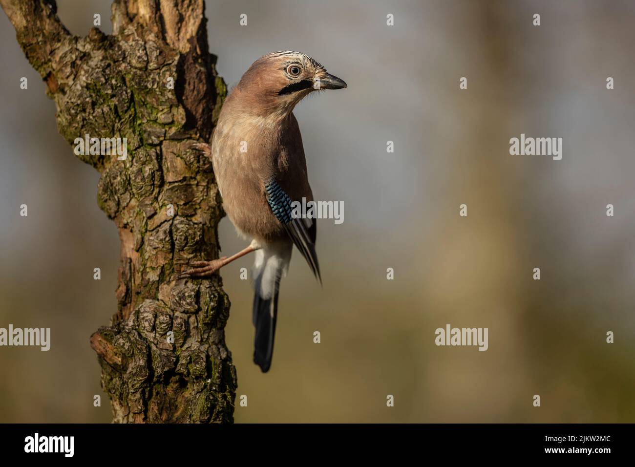Nahaufnahme eines europäischen eichelhähers, Wissenschaftlicher Name: Garrulus glandarius, direkt im natürlichen Waldhabitat, sauberer Hintergrund. Speicherplatz kopieren Stockfoto