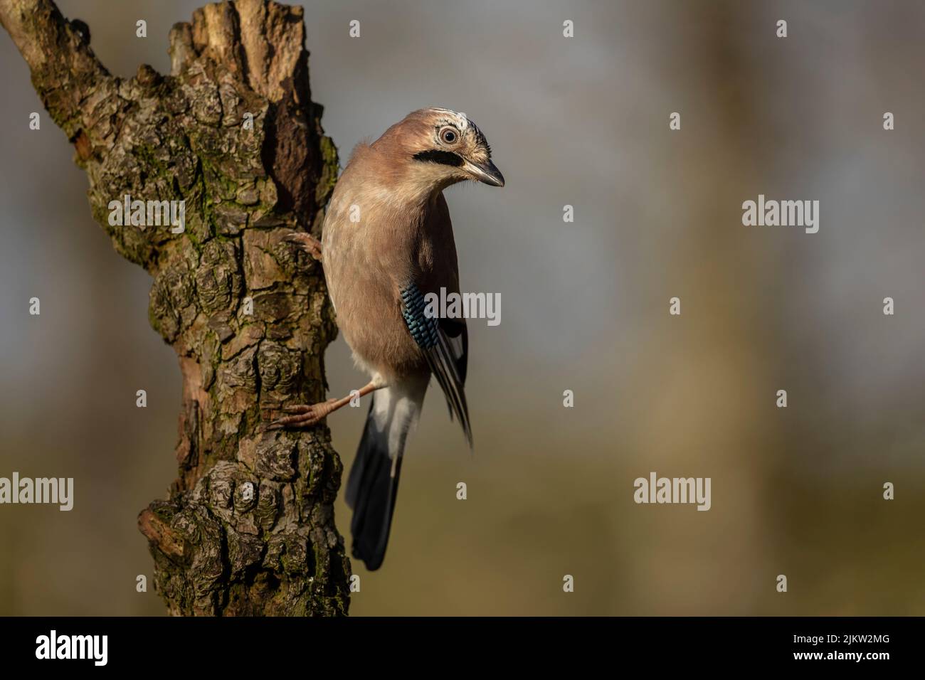 Nahaufnahme eines europäischen eichelhähers, Wissenschaftlicher Name: Garrulus glandarius, direkt im natürlichen Waldhabitat, sauberer Hintergrund. Speicherplatz kopieren Stockfoto