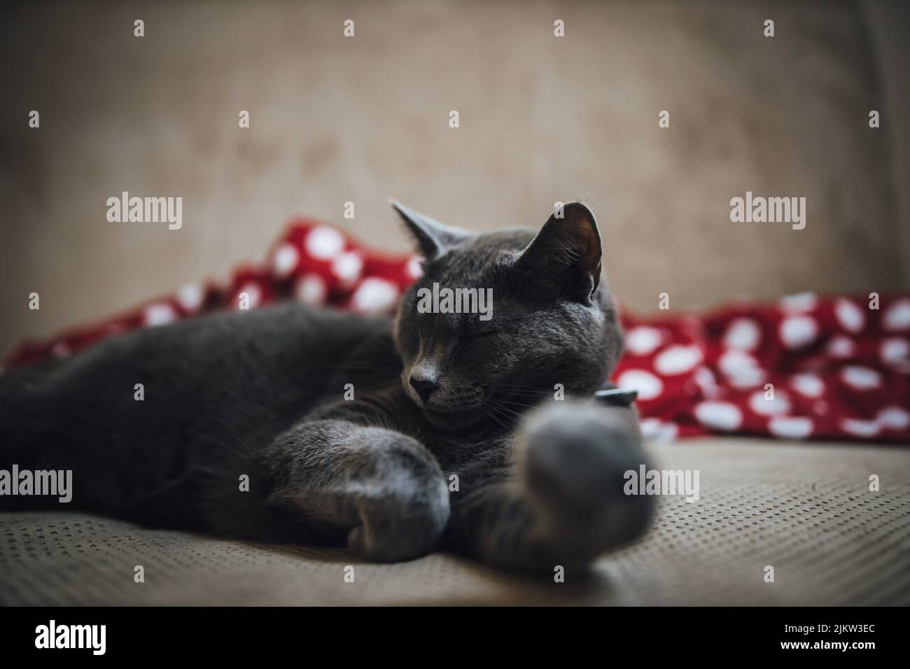 Eine Nahaufnahme einer hübschen, niedlichen russischen blauen Katze, die auf einer Couch schläft Stockfoto