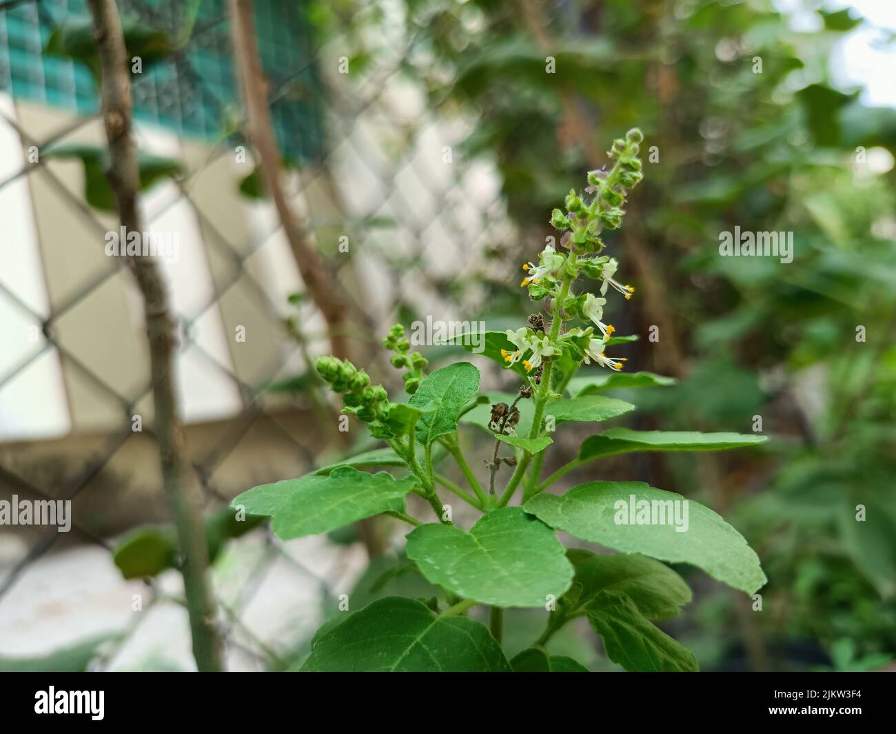Ocimum tenuiflorum, allgemein bekannt als heiliges Basilikum, Tulsi