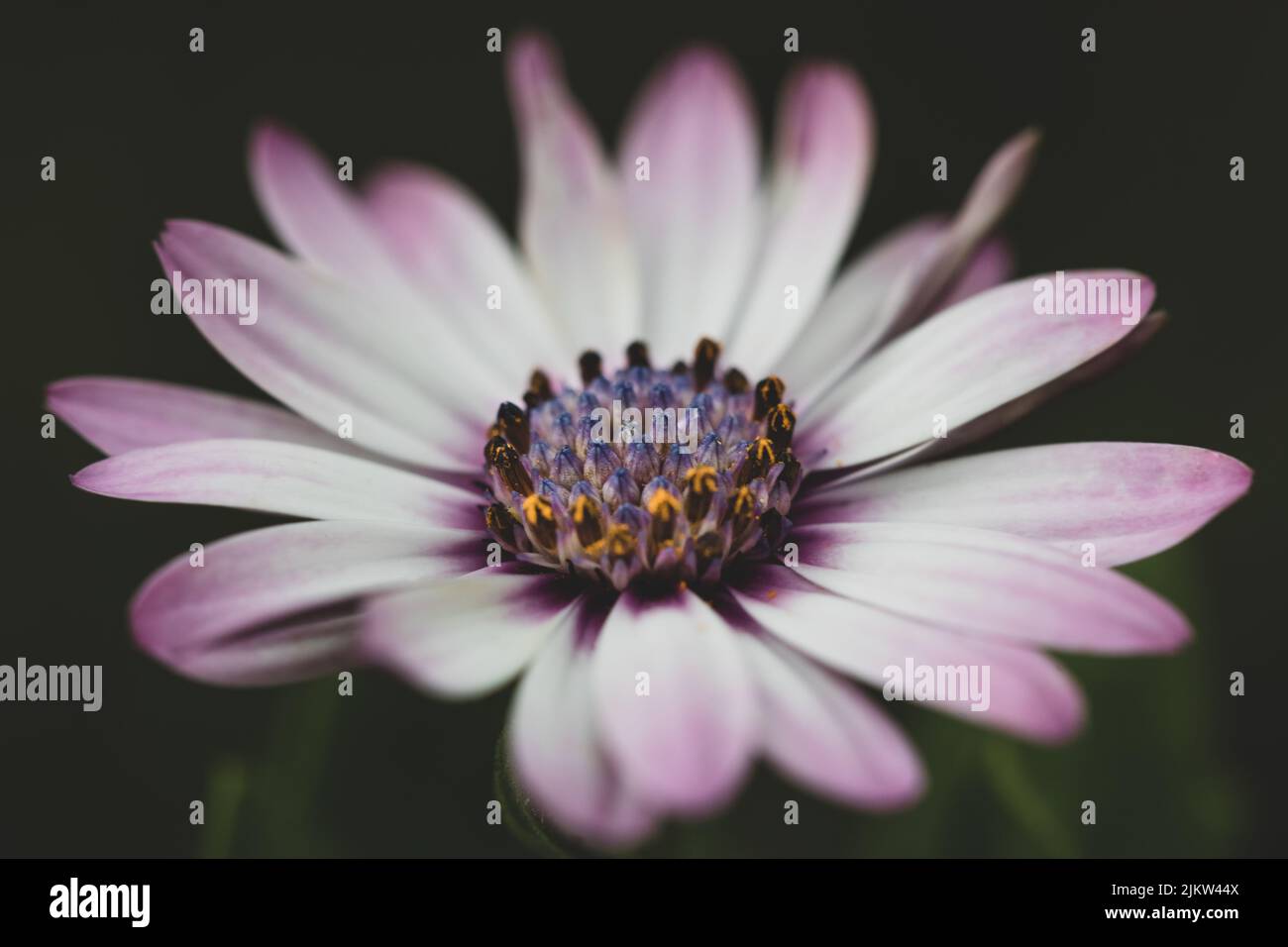 Nahaufnahme eines marguerite-Kaps Stockfoto