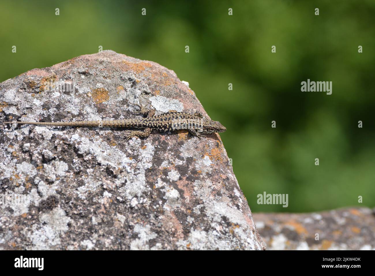 Eine einzelne Eidechse, eine Wandeidechse (Podarcis muralis), die sich auf einem Felsen sonnen Stockfoto