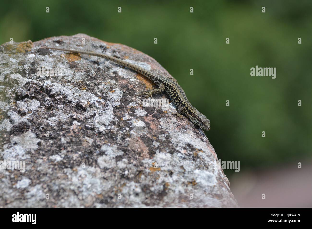 Eine einzelne Eidechse, eine Wandeidechse (Podarcis muralis), die sich auf einem Felsen sonnen Stockfoto