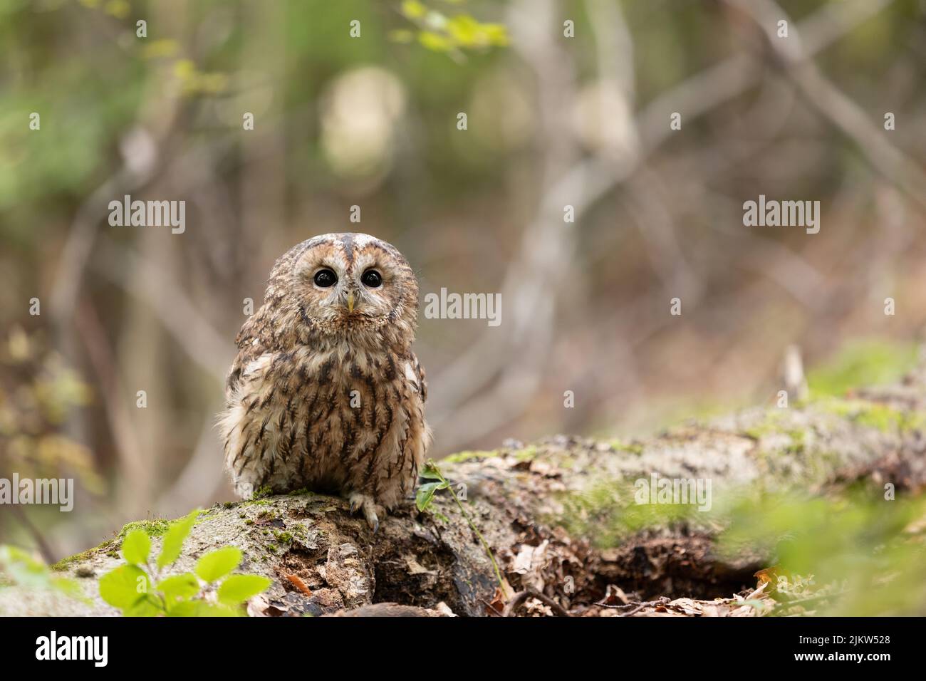Waldkauz (Strix aluco), der auf einem trocken gefallenen Baum inmitten des Waldes thront und mit seinen schwarzen Augen blickt. Stockfoto