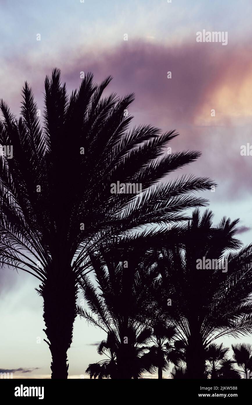 Die Silhouette von Palmen gegen den wolkigen Sonnenuntergang Himmel Stockfoto