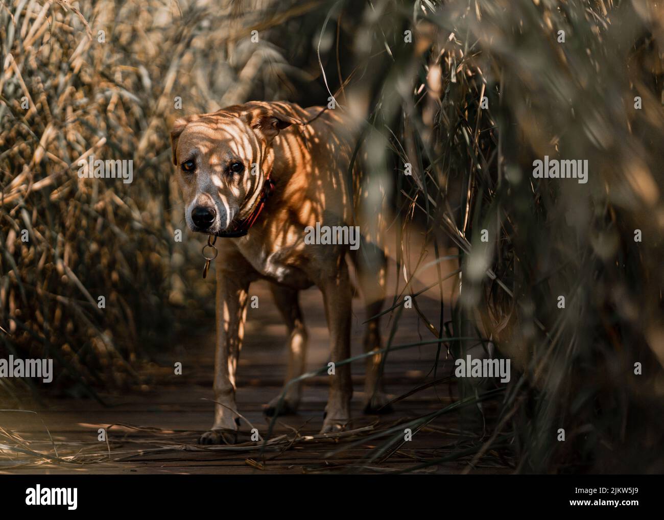 Ein entzückender indischer Pariah Hund mit der Zunge im Park Stockfoto