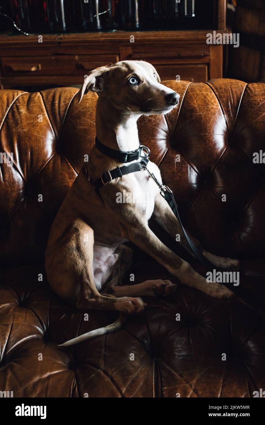 Whippet Welpe Hund mit blauen Augen auf braunem Leder Chesterfield Couch Sofa Stockfoto