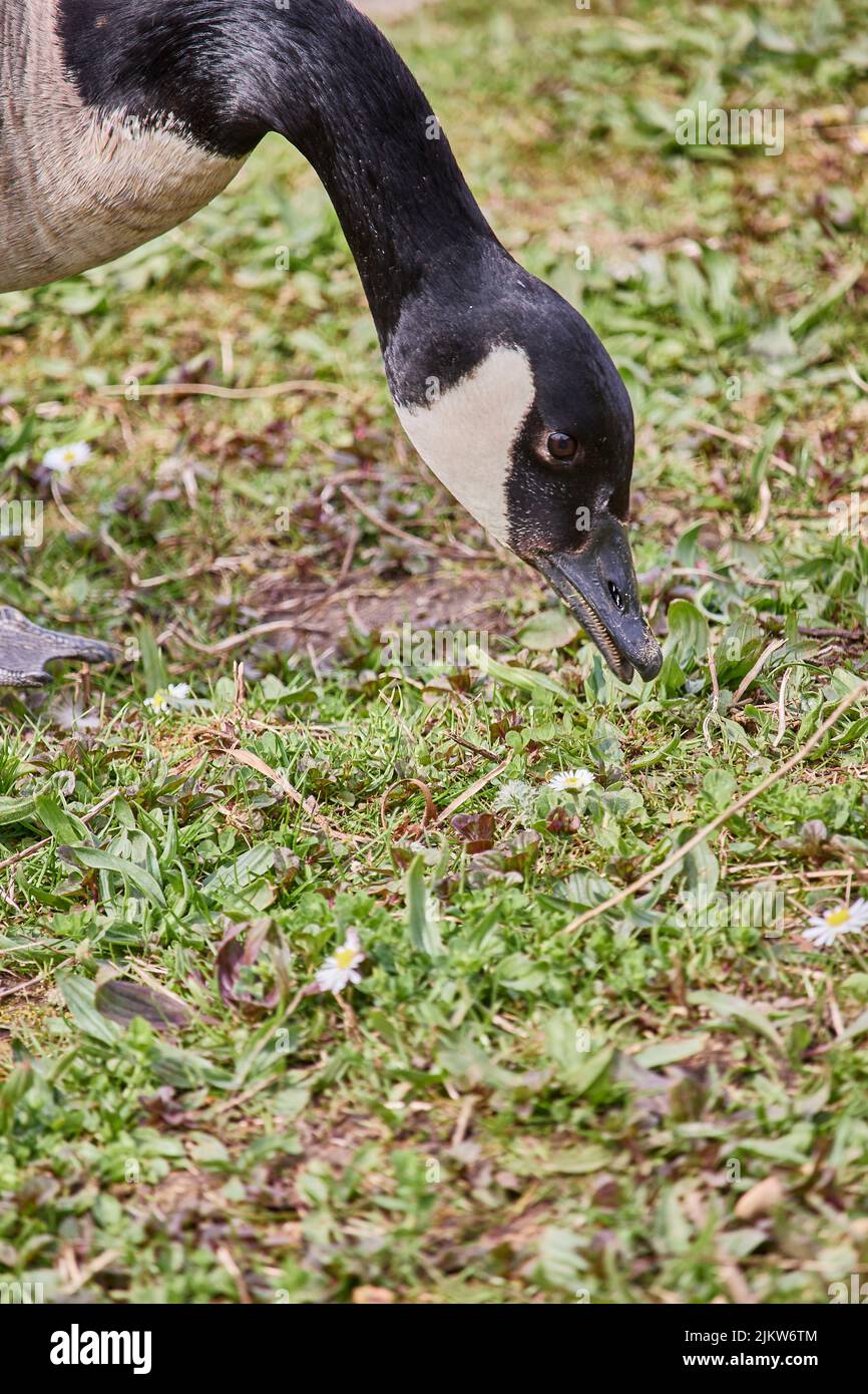 Eine vertikale Nahaufnahme einer Gans mit schwarzem Hals und Kopf, die das Gras frisst Stockfoto