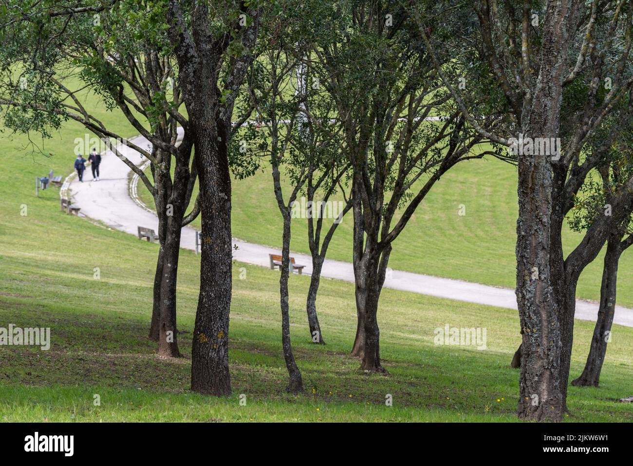 Ein Baum und ein Steinpfad im Bela Vista Park in Lissabon Stockfoto