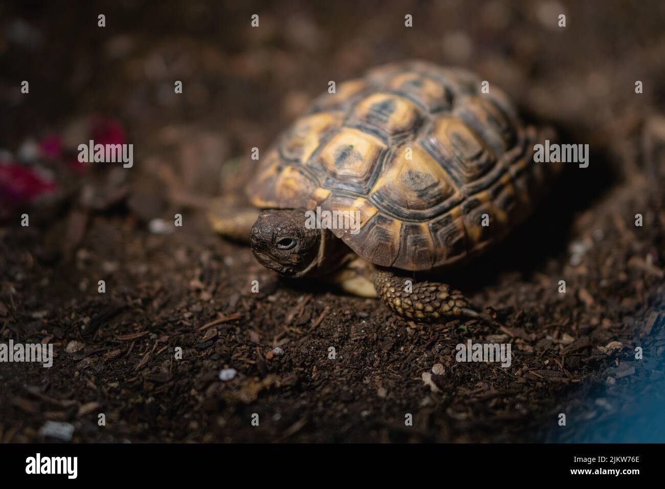 Eine selektive Fokusaufnahme einer Schildkröte, die auf dem Boden kriecht Stockfoto