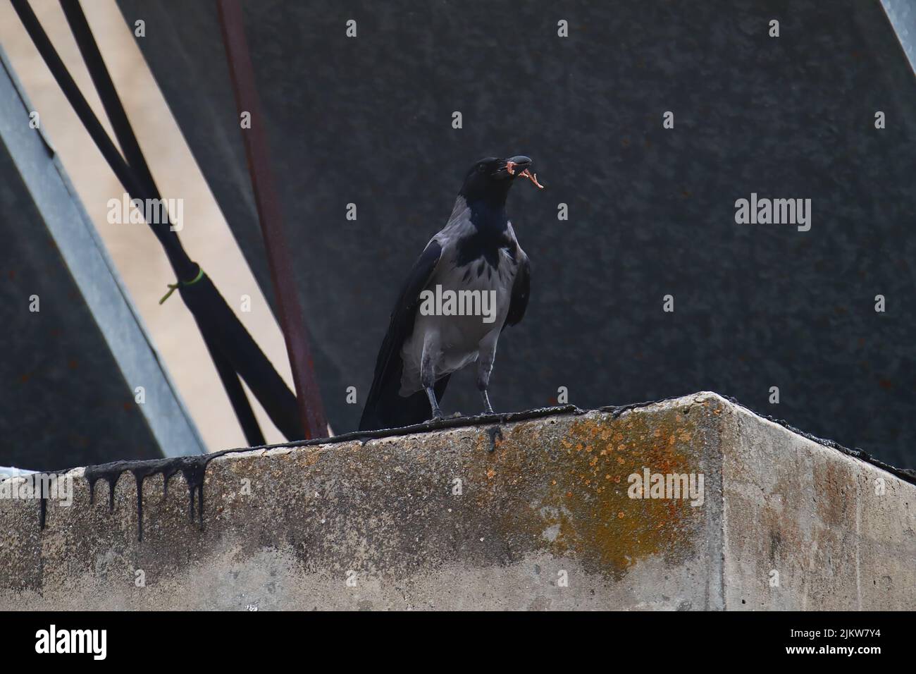 Eine einleuchtende, graue Krähe, die auf einer Betonoberfläche vor einem dunklen, verschwommenen Hintergrund steht Stockfoto