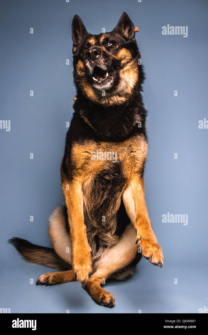 Eine vertikale Aufnahme von Schäferhund versuchen, Leckereien zu fangen Stockfoto