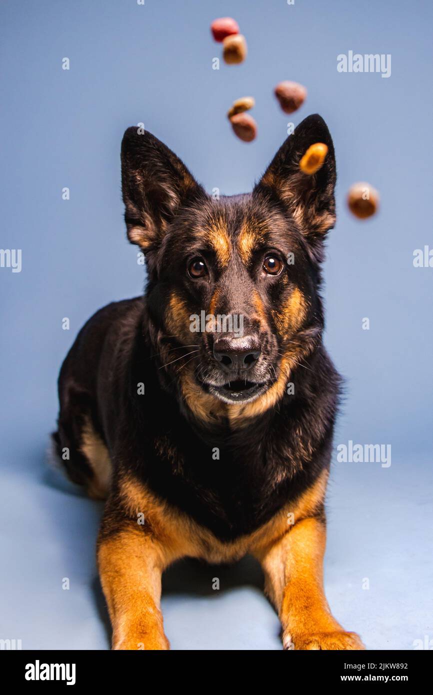 Ein Porträt von Schäferhund beobachten Leckereien aufmerksam Stockfoto