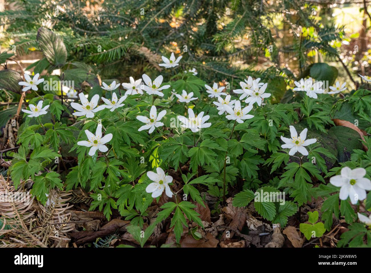 Schöne weiße gemeine Holzschnauze blüht im Garten Stockfoto