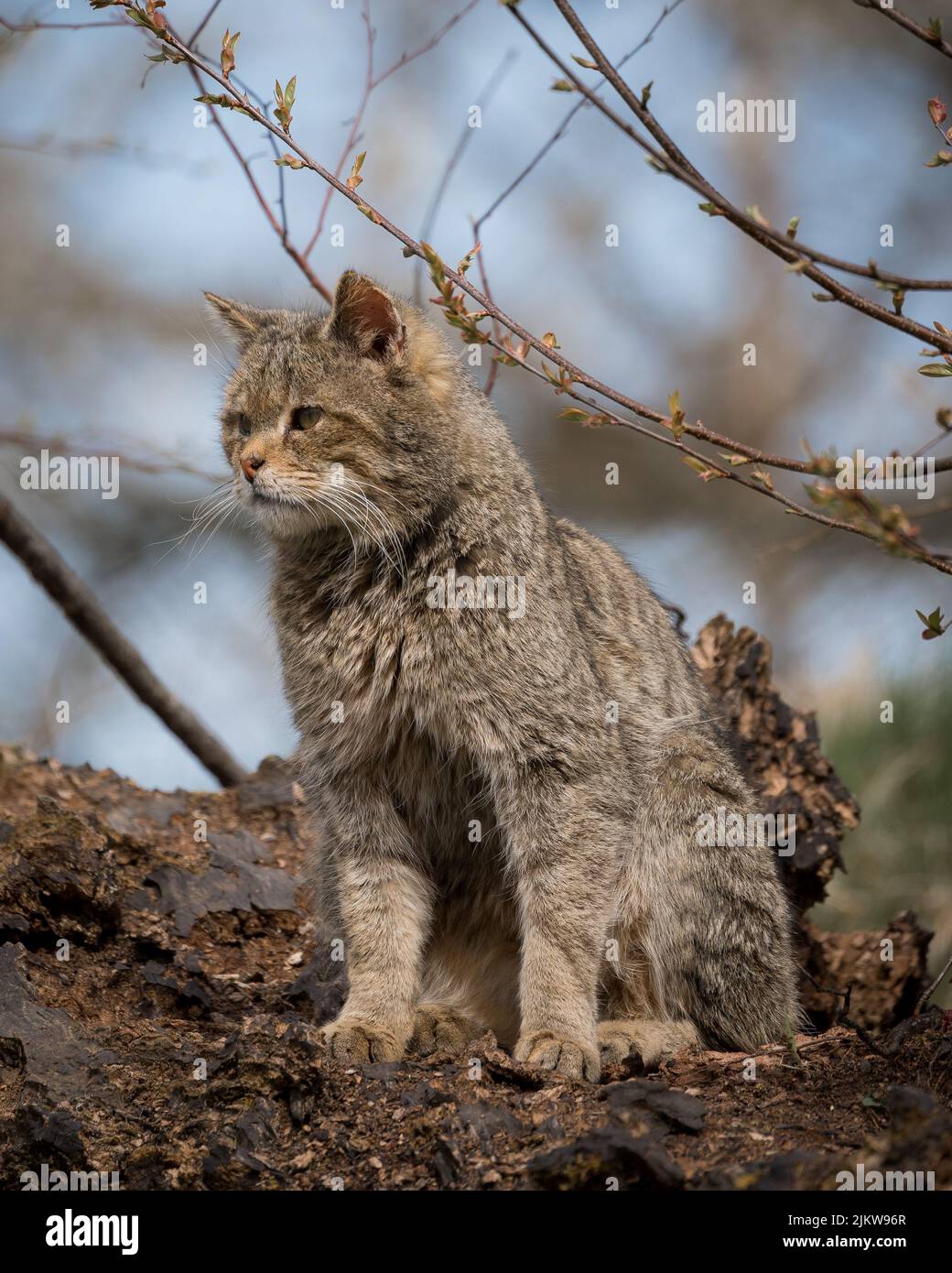 Ein vertikales Nahaufnahme-Porträt einer Katze, die auf einem Baumstamm steht und zur Seite schaut Stockfoto
