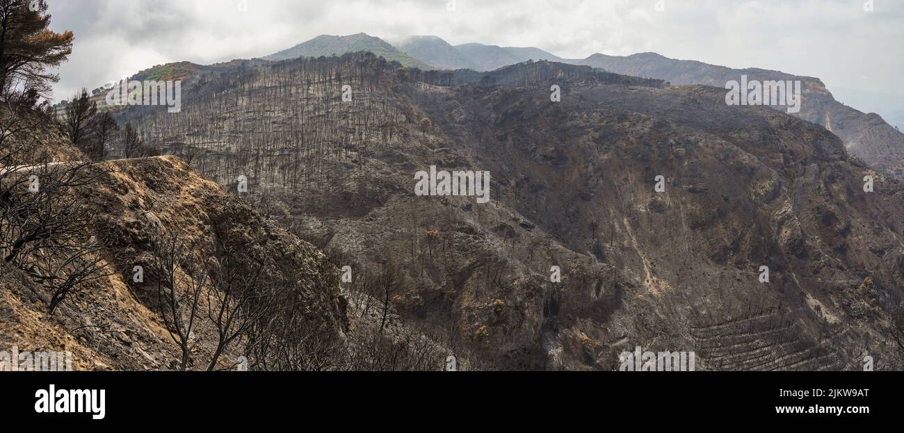 Verkohlte Überreste in den Bergen der Sierra de Mijas, nach einem Waldbrand, Andalusien, Spanien. Stockfoto