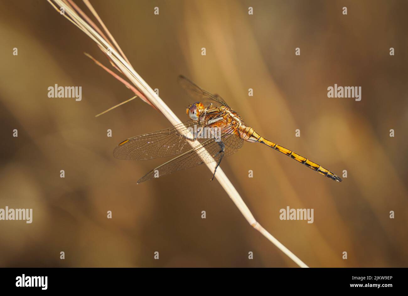 Epaulet Skimmer, Orthetrum chrysostigma, weibliche Libelle am Schilf, Andalusien, Spanien. Stockfoto