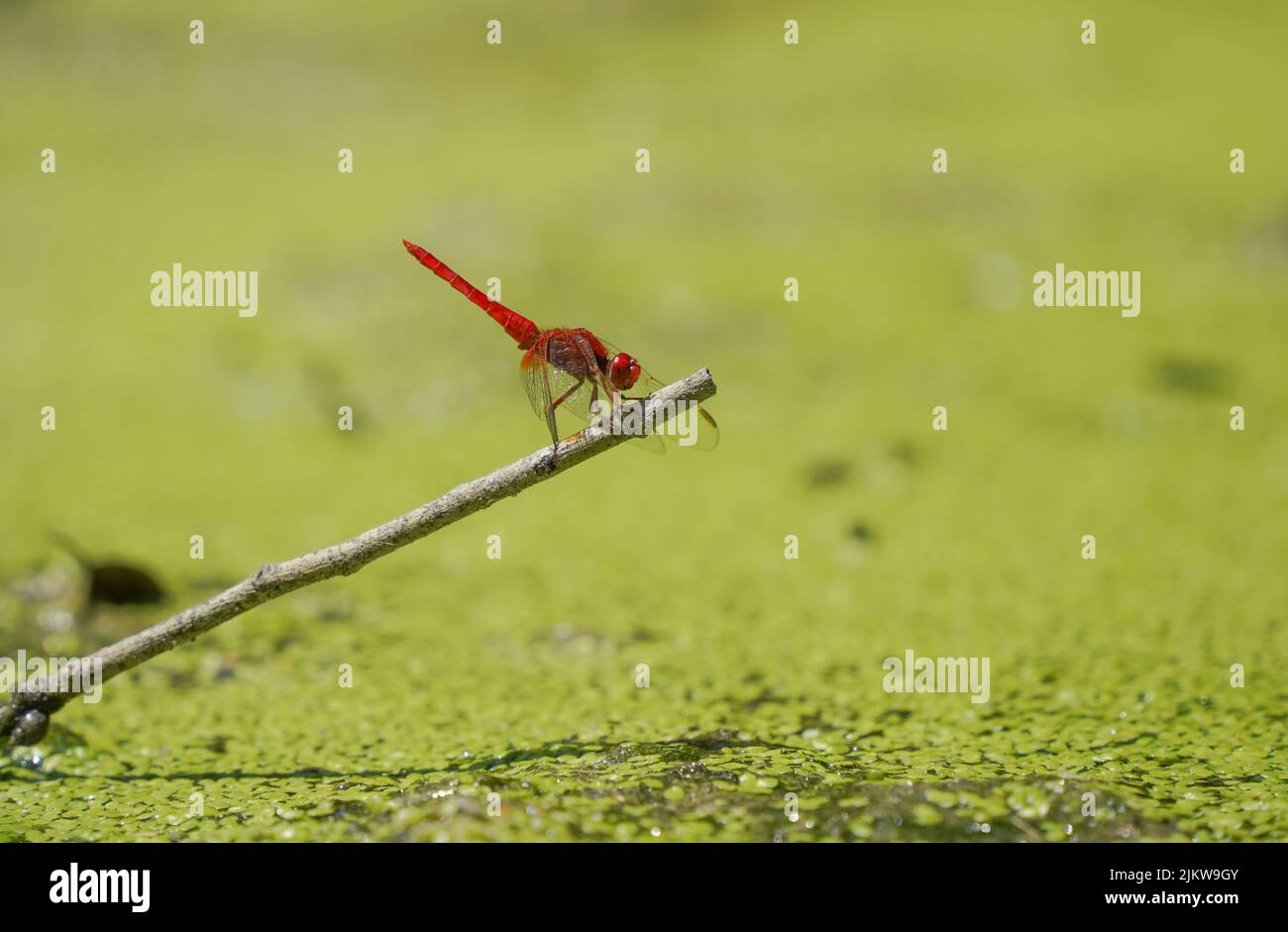 Scharlachrote Libelle (Crocothemis erythraea) in der Nähe eines Flusses. Andalucias, Spanien. Stockfoto
