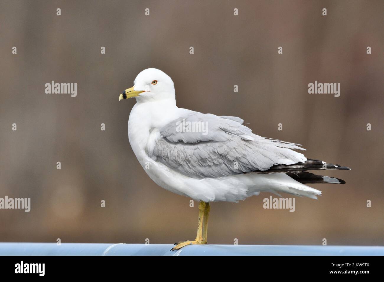 Eine Nahaufnahme der Ringmöwe, Larus delawarensis, die auf dem Geländer thront. Stockfoto