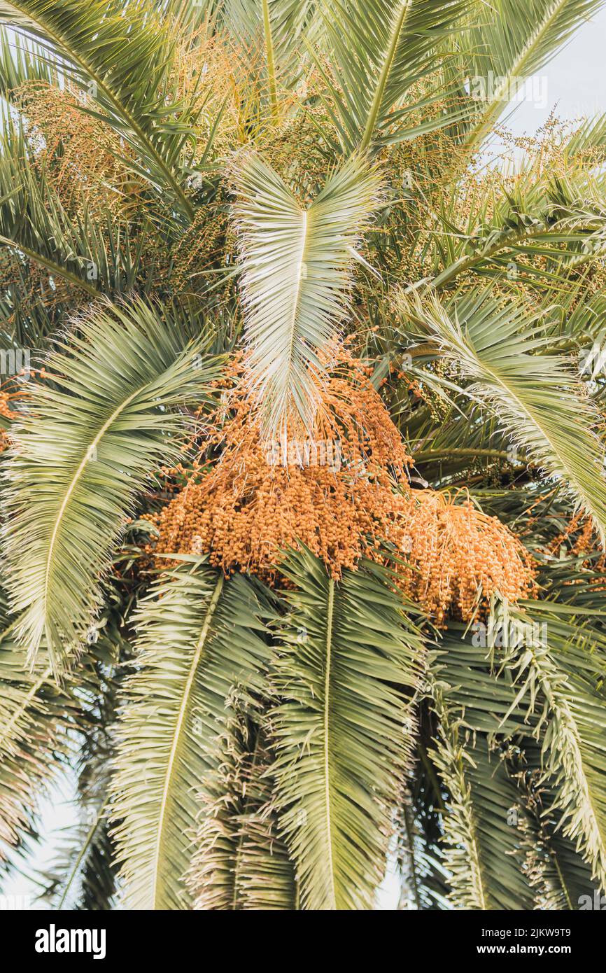 Nahaufnahme, reife Datteln, die an den Blättern einer Palme hängen, typisch für tropische oder Wüstenküstengebiete. Reisekonzept, Sommer. Stockfoto