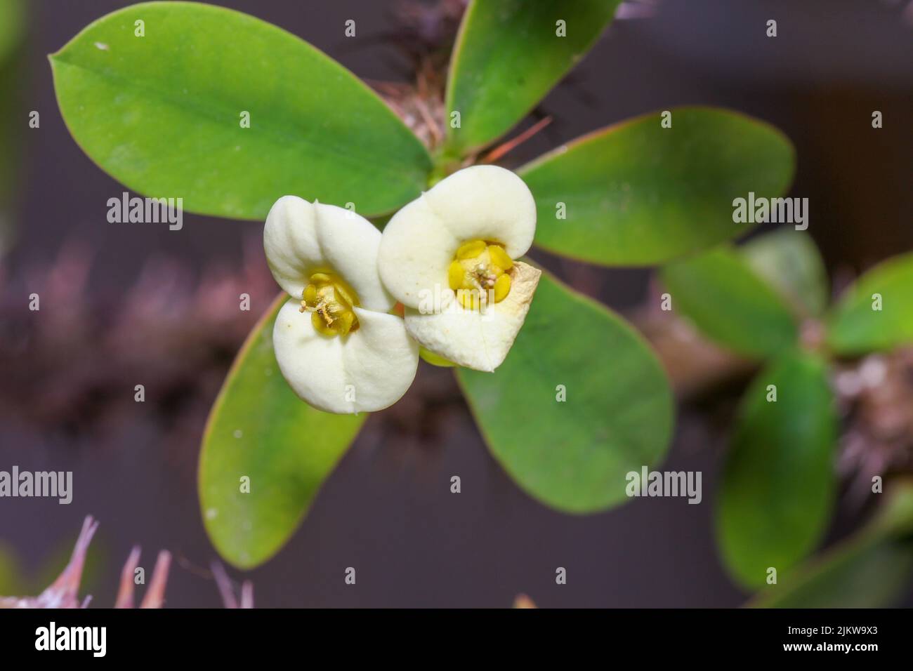 Eine Nahaufnahme von Ephorbia milii, der Dornenkrone, Christuspflanze oder Christdorn. Stockfoto