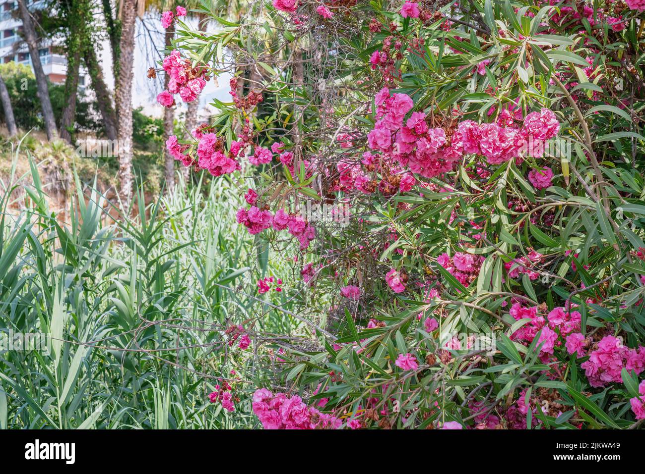 Wilde Büsche mit blühenden Bougainvillea-Blüten in Marbella, Spanien Stockfoto