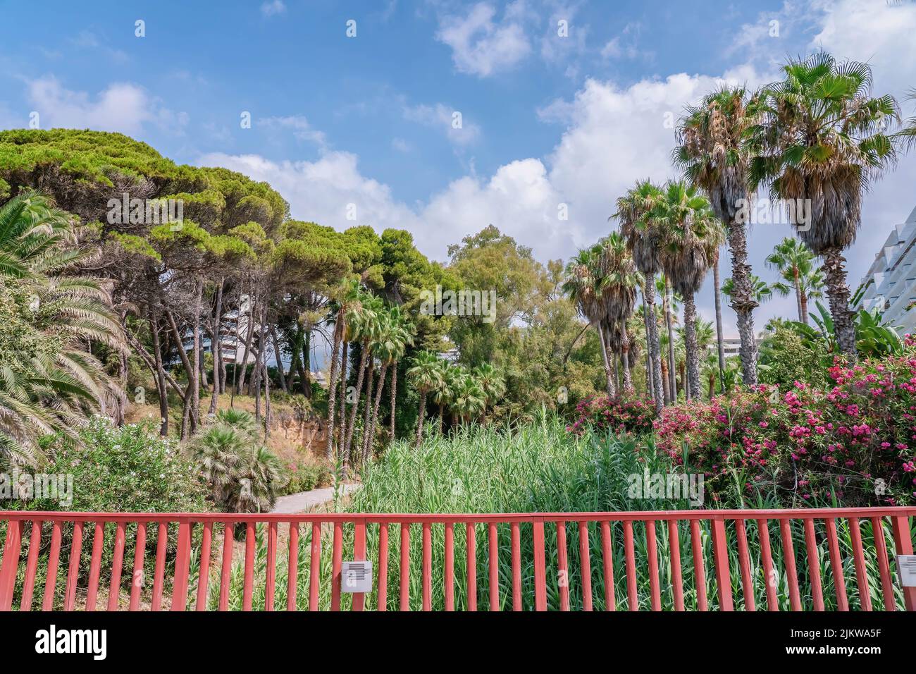 Wilde Büsche mit blühenden Bougainvillea-Blumen, Palmen, großes grünes Gras, Bäume in Marbella, Spanien Stockfoto