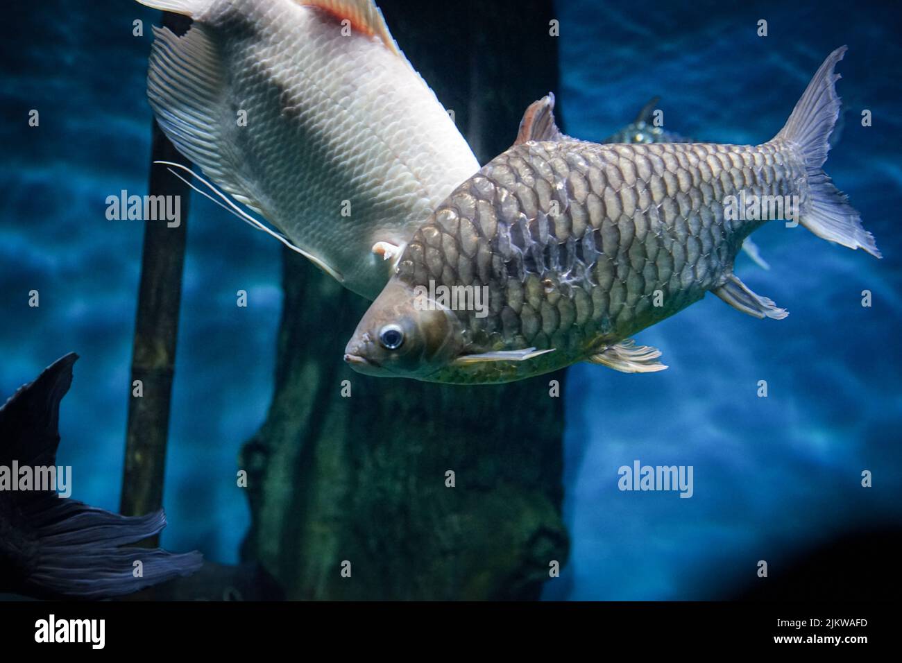 Nahaufnahme eines grauen und weißen Fisches mit einer grünen Wasserpflanze im Hintergrund Stockfoto