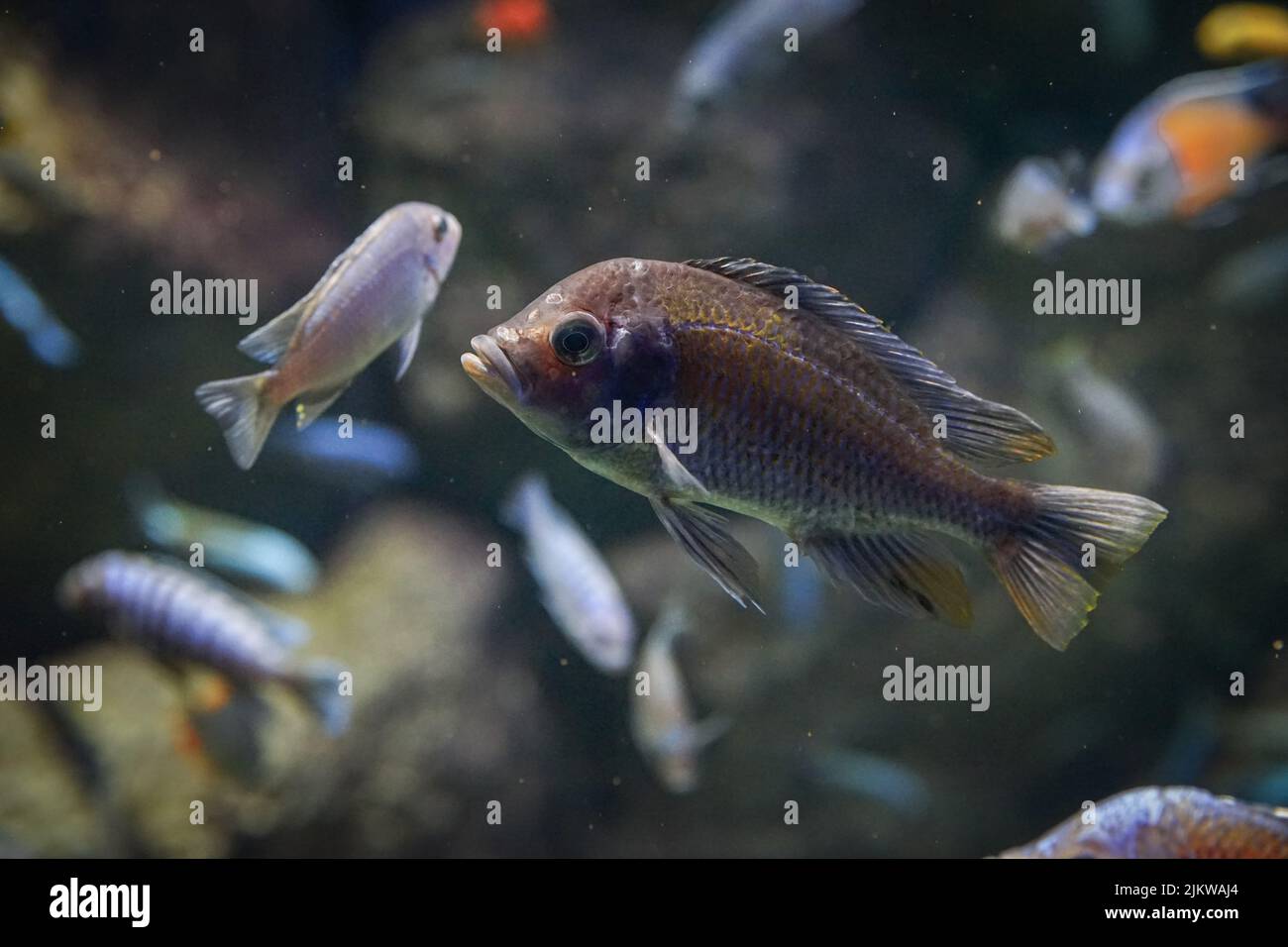 Eine Nahaufnahme eines grauen und weißen Fisches mit einem kleinen Fisch auf dem Hintergrund Stockfoto