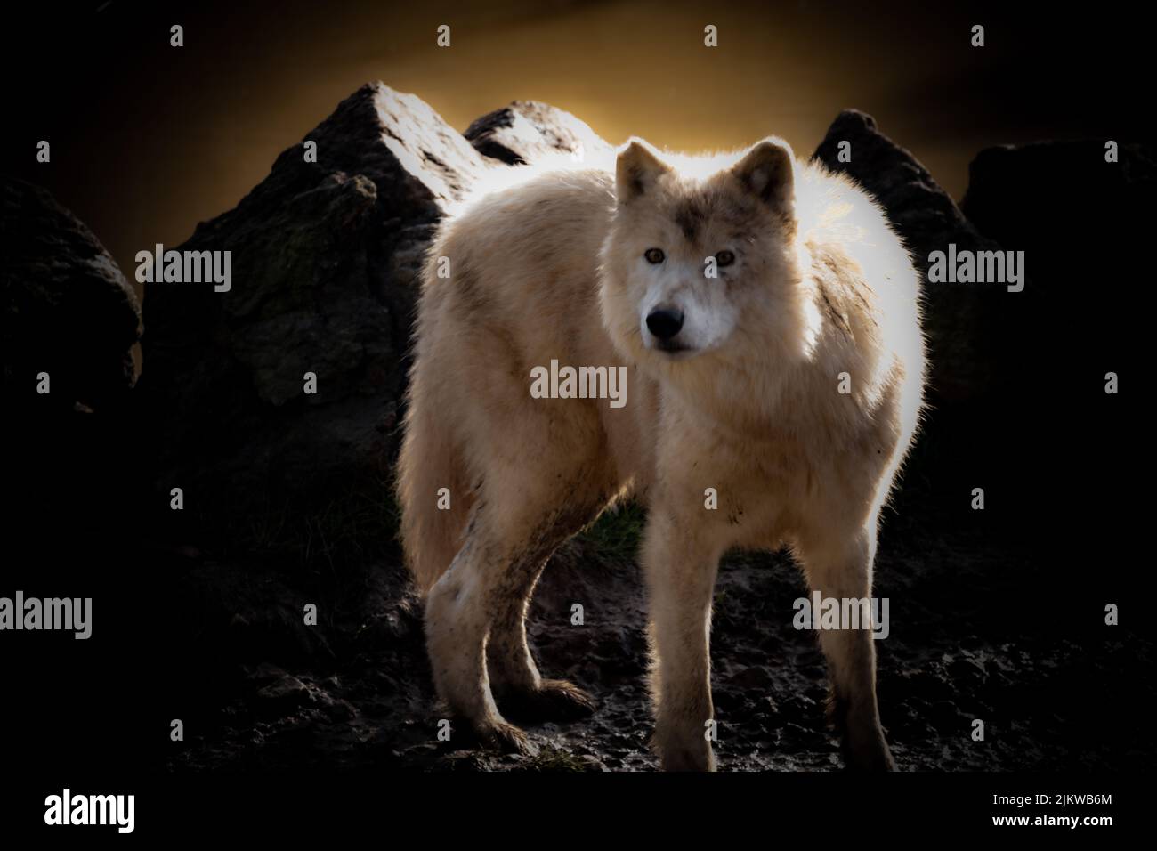Nahaufnahme eines weißen Hundes Stockfoto