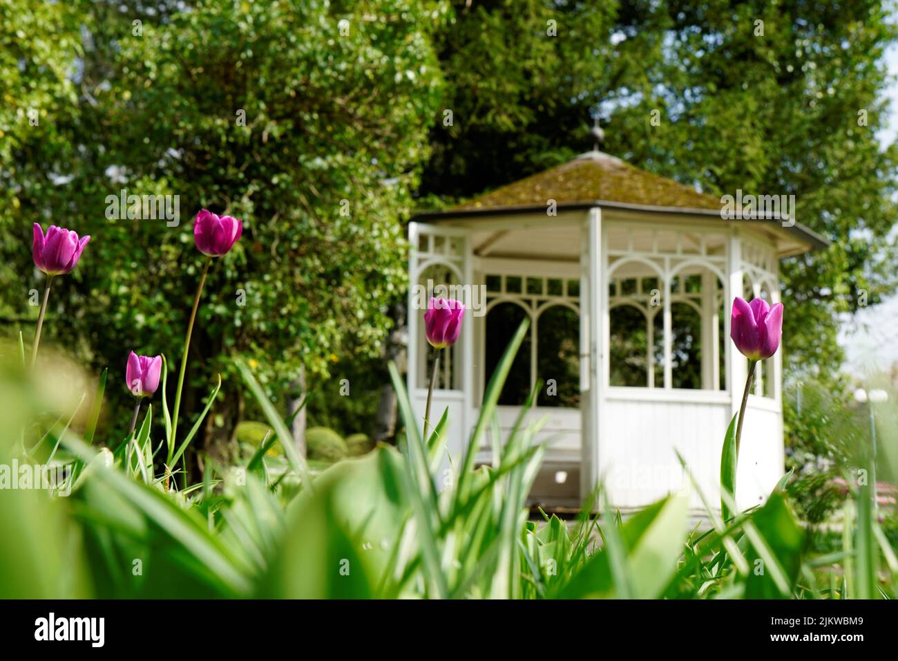 Der Blick auf Blumen und den Garten im Westfalenpark, Dortmund, Nordrhein-Westfalen Stockfoto