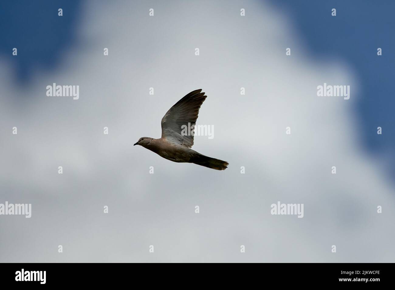 Eine Nahaufnahme einer Taube, die während des Fluges am wolkigen Himmel aufgenommen wurde Stockfoto
