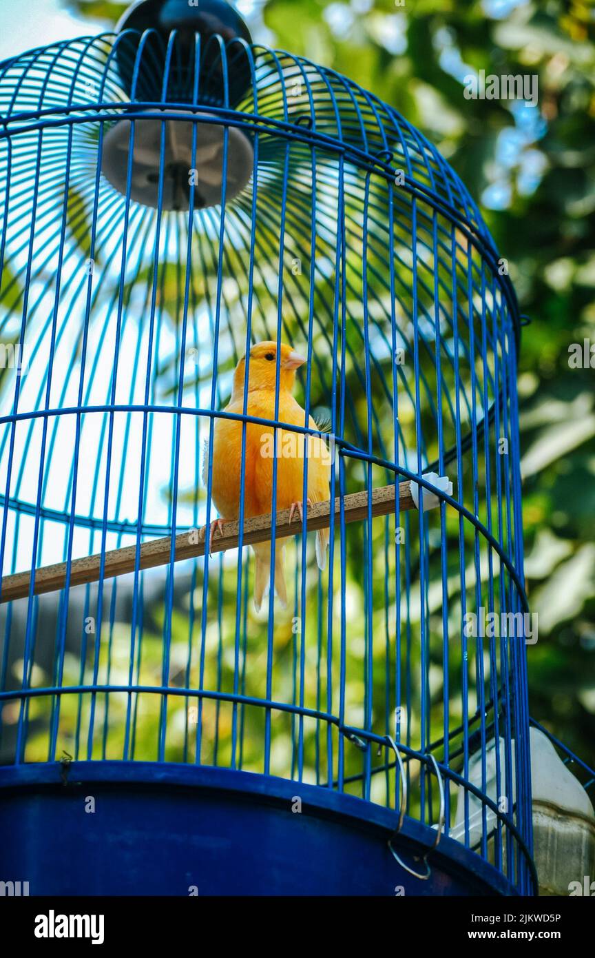 Ein schöner kanarienvögel, der an einem sonnigen Tag auf einem Holzständer in einem blauen Käfig steht, mit Bäumen im verschwommenen Hintergrund Stockfoto